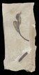 Fossil Balloon Vine Leaf - Green River Formation #45660-1